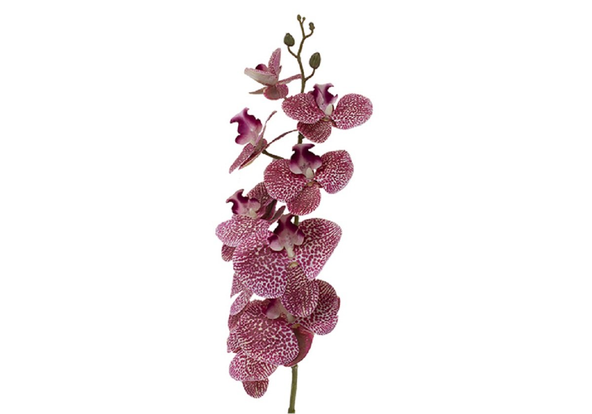 PINK ORCHID STEM