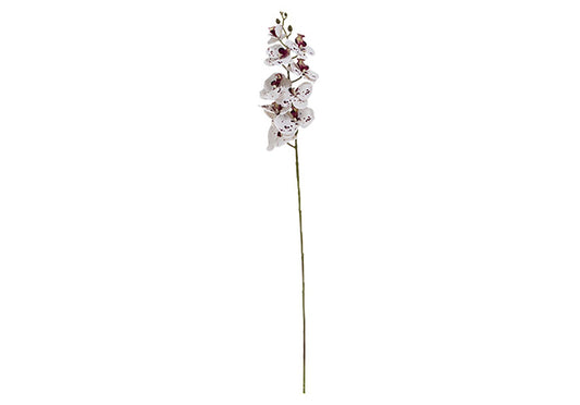 WHITE & PURPLE ORCHID STEM